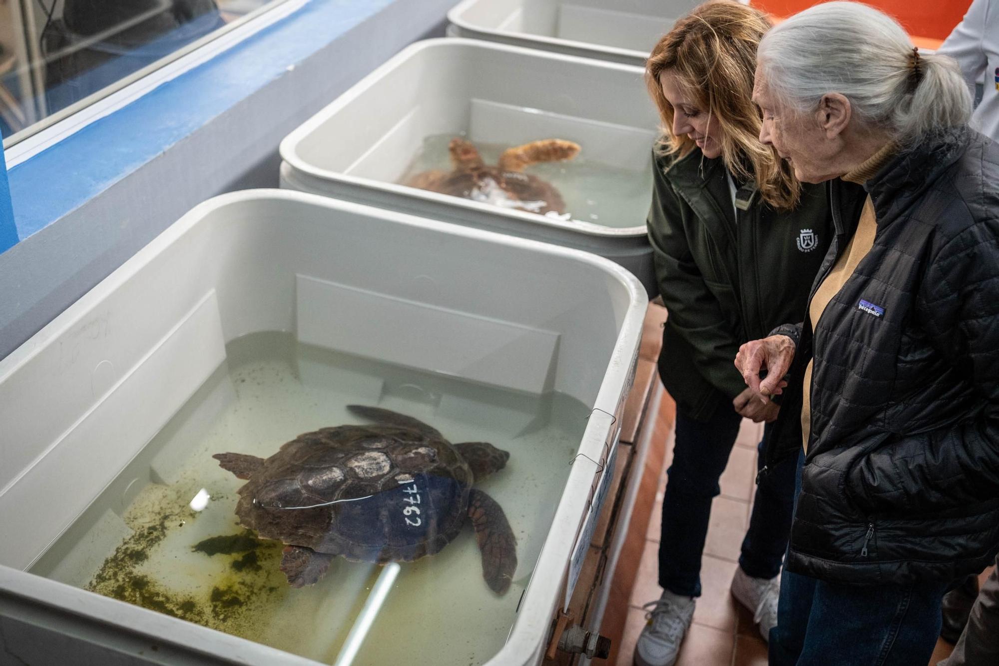 Jane Goodall visita distintos lugares en Tenerife