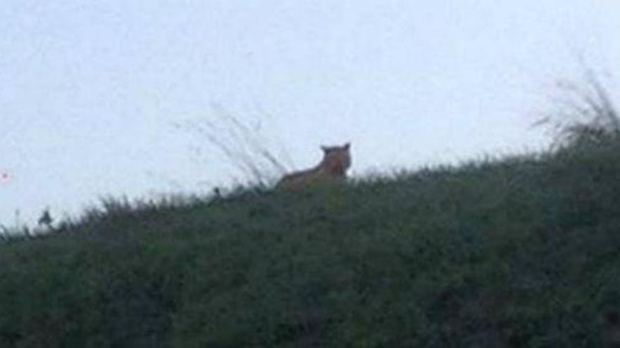 El felino que ronda Eurodisney no es un tigre