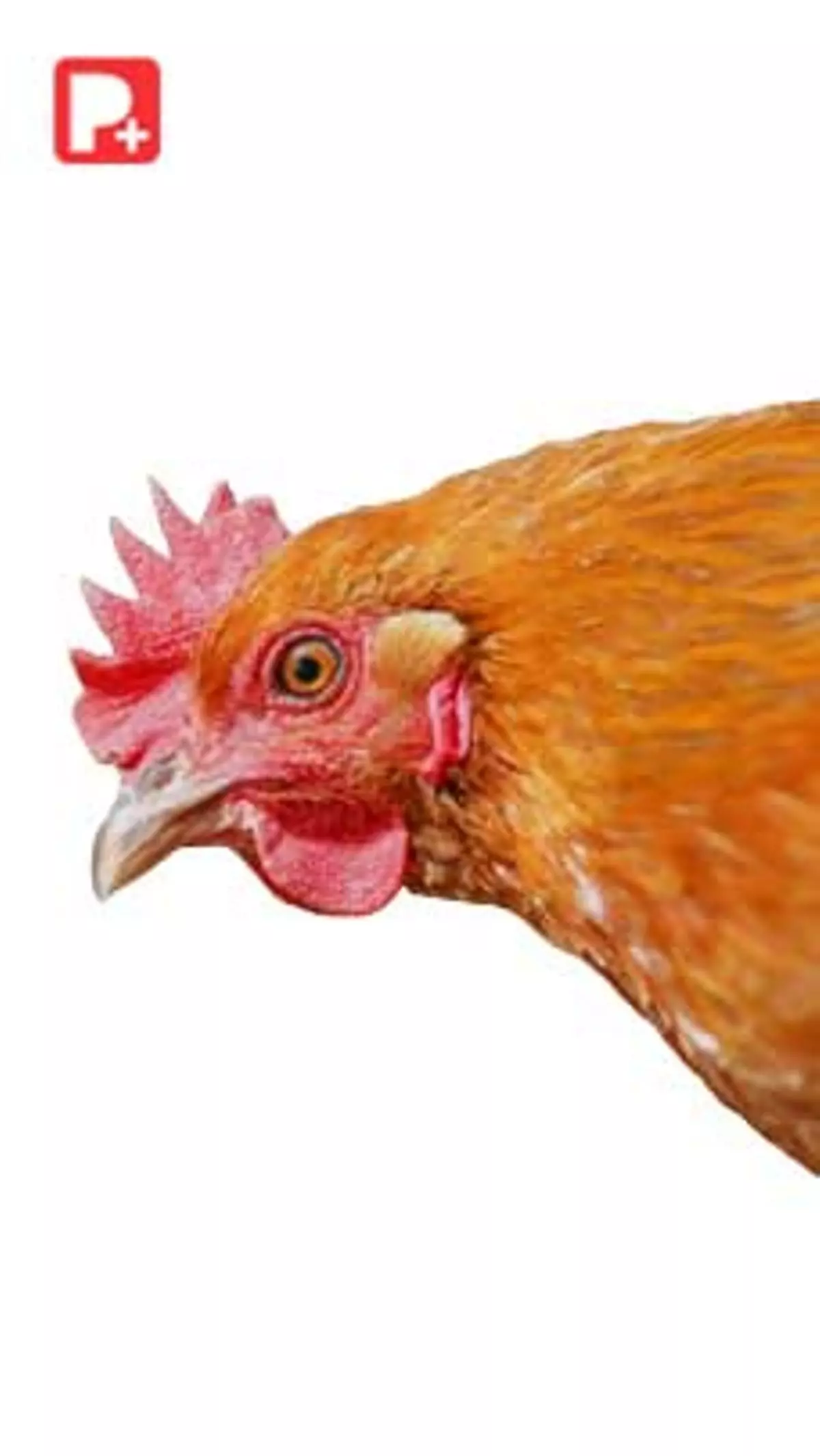 Gripe aviar: ¿la pandemia que viene?