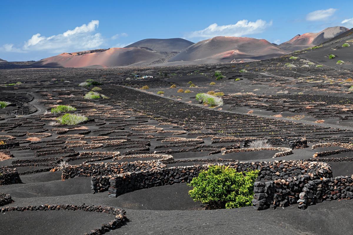 Viñedos en el valle vinícola de La Geria, Lanzarote