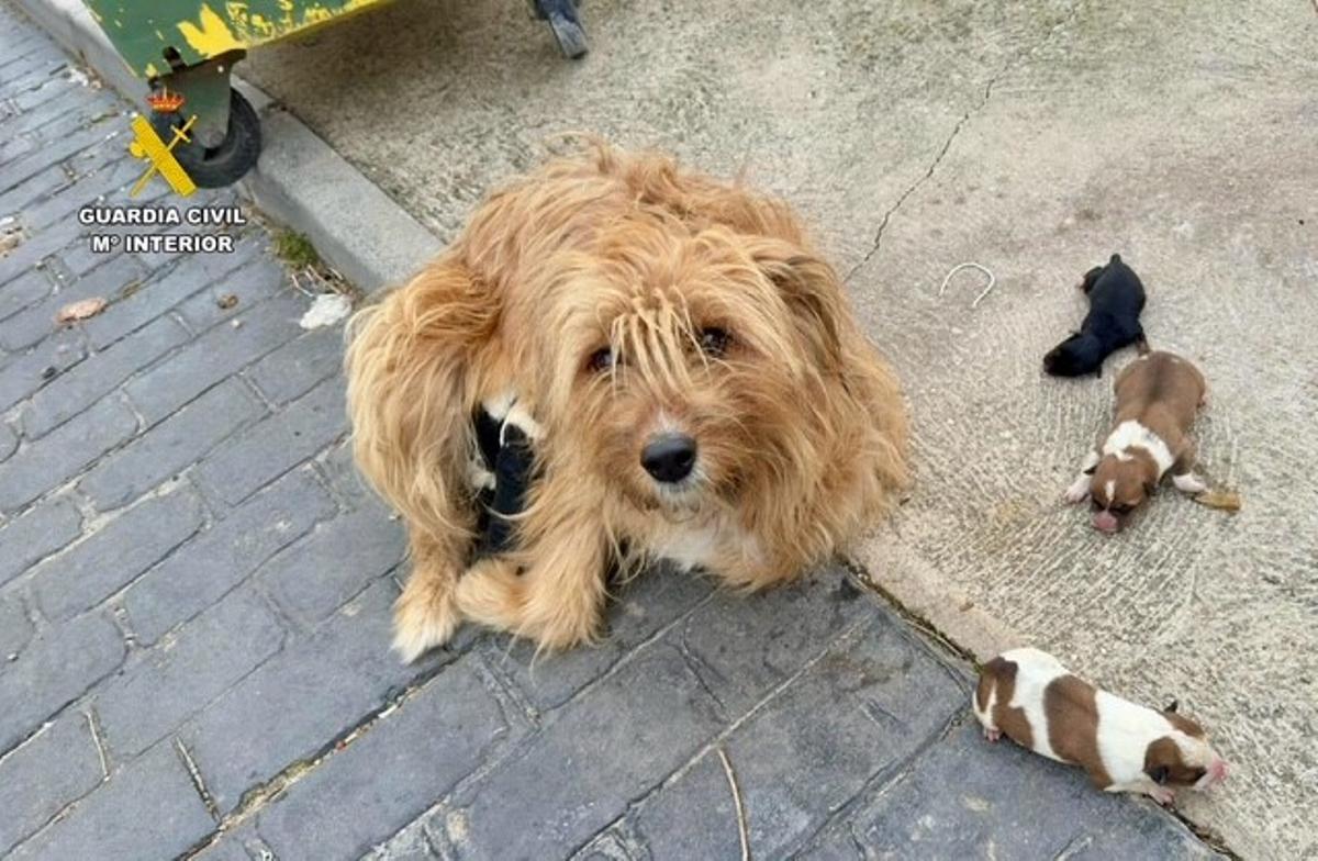 Maltrato animal en Aldeanueva de la Vera.