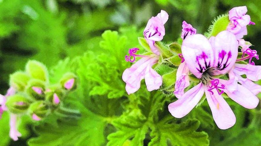 Die Zitronenpelargonie schmeckt in Salaten, getrocknet hält sich ihr Duft lange in Kräuterkissen. Im März öffnet sie ihre Blüten.