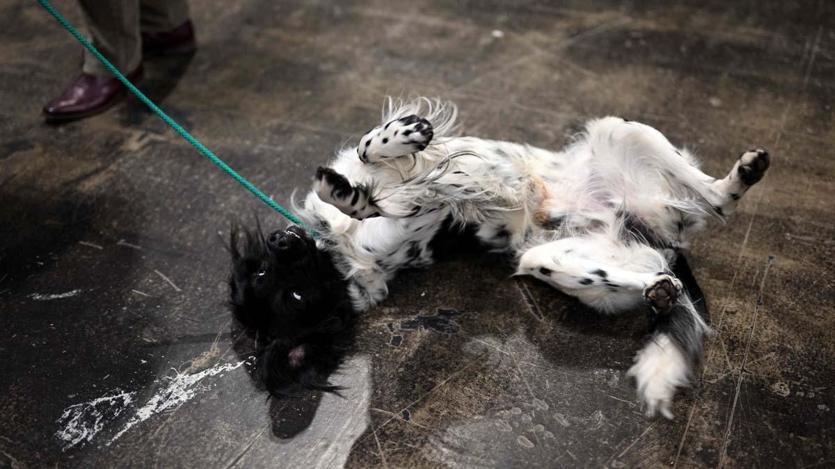 Exposición canina en el Centro Nacional de Exposiciones de Birmingham