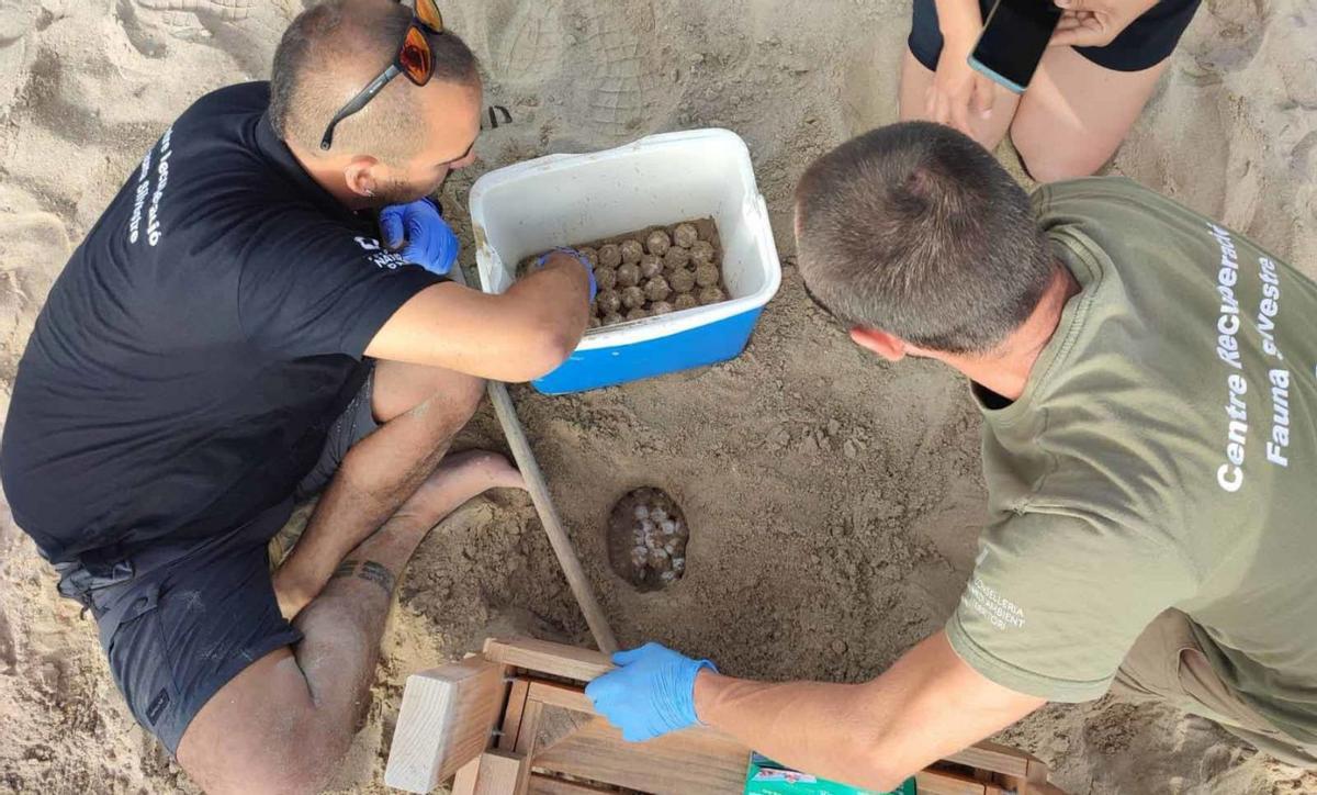 El personal del Cofib preparan el traslado de los huevos de la playa de Santa Eulària. | CAIB