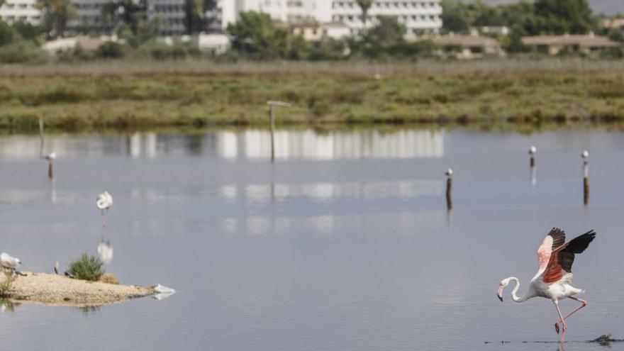 Albufera de Mallorca: Cuando los flamencos la colonizan y crían 40 polluelos, señal de que algo va mal