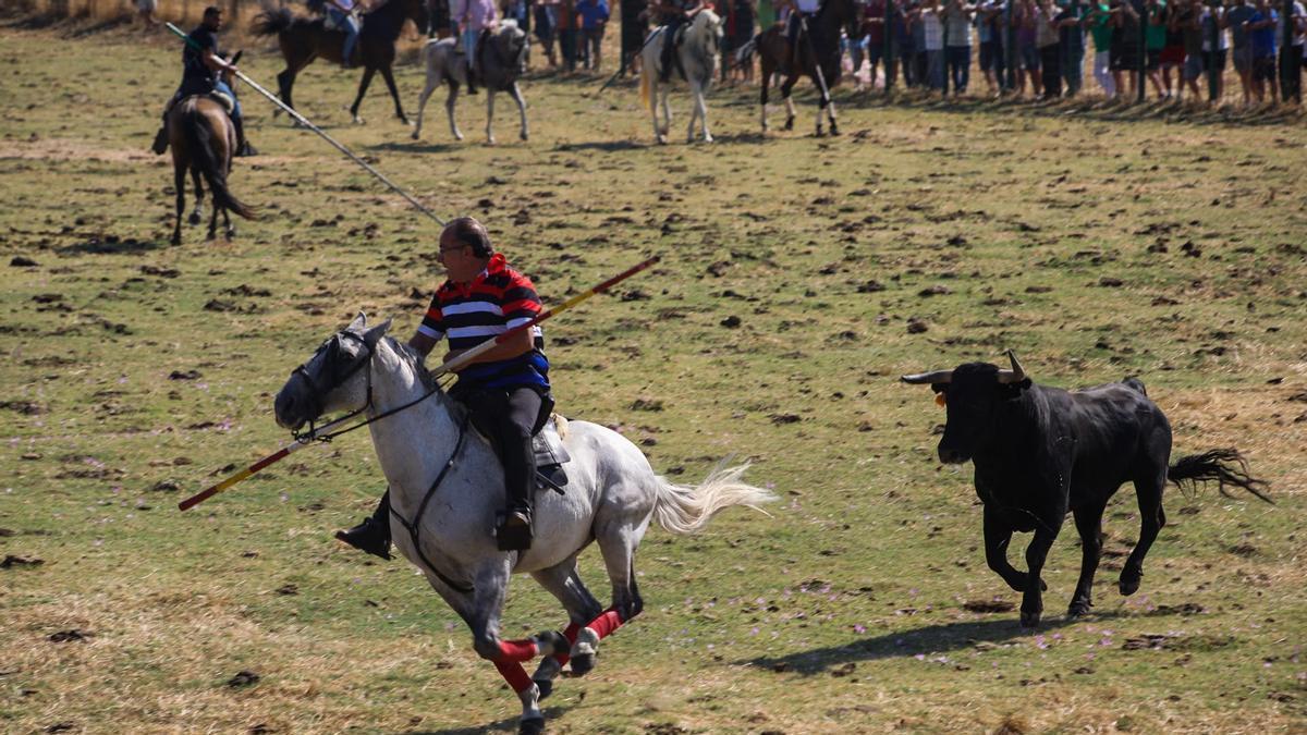 Emoción y música en el tradicional encierro mixto de San Roquito