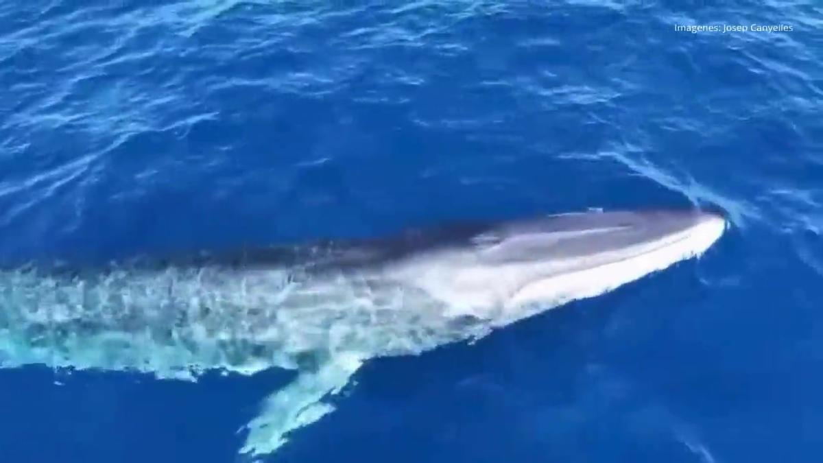 Spektakuläre Aufnahmen vor Mallorca: Zwei Finnwale gesichtet