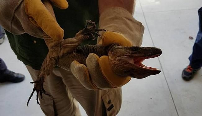 Localizado un reptil en Rafael Cabrera