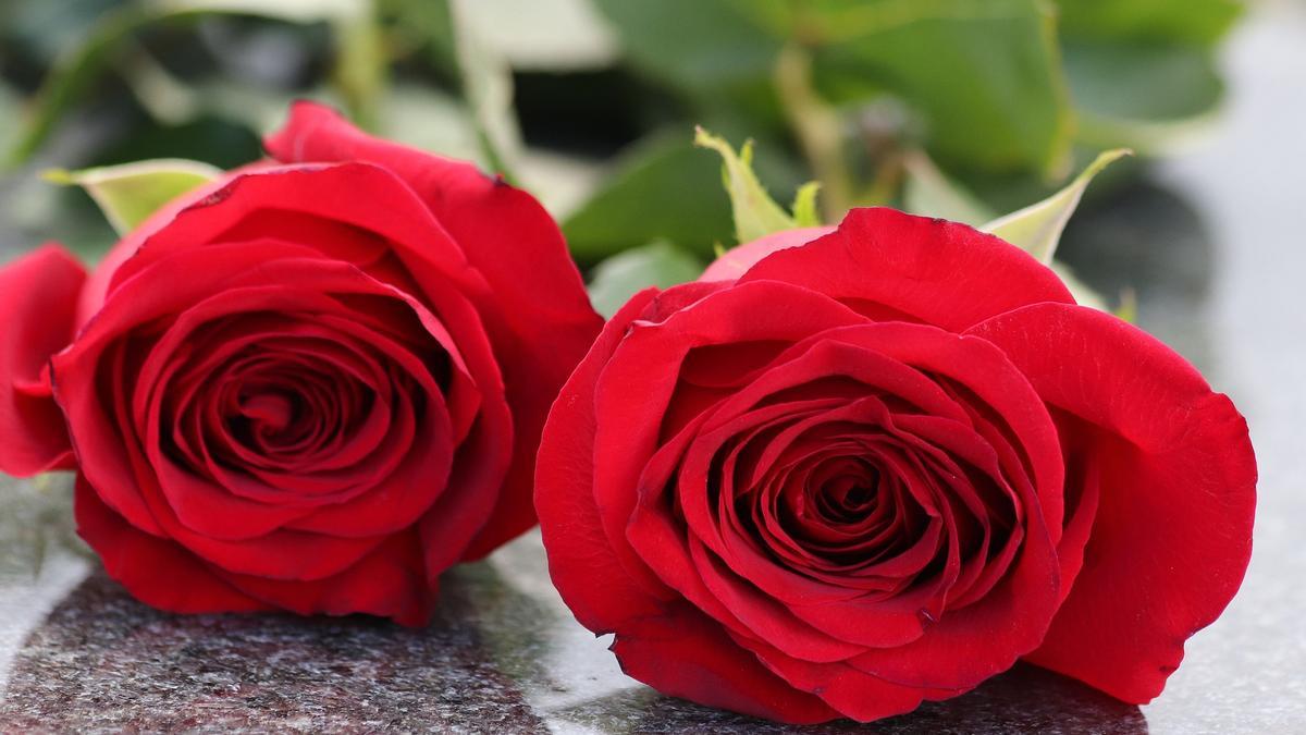 Las rosas son unas de las flores más comunes en los cementerios el día de Todos los Santos.