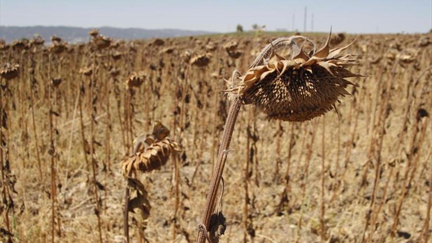 La Consejería presenta medidas para combatir la sequía en el campo