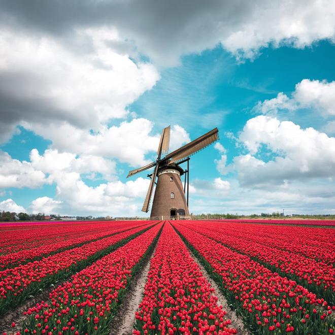 Campo de Tulipanes, Holanda