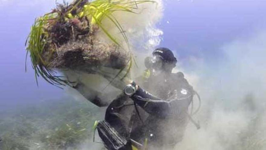 Imagen de los trozos de posidonia arrancados por el fondeo de yates.