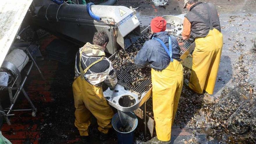 Cribado y descargas de mejillón en el puerto de Vilanova. // Noé Parga