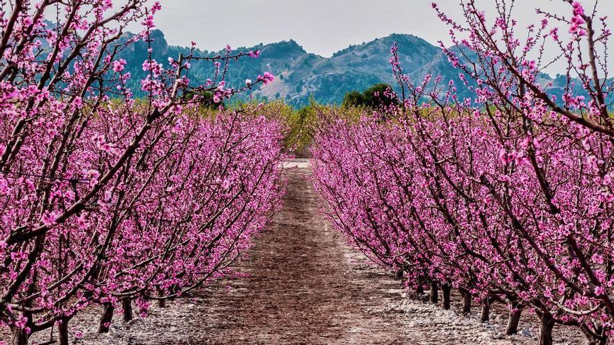 La postal más bonita de la primavera está en Murcia: es el mayor campo de melocotones de Europa, está desde el siglo III d. C. y tiene 13.000 hectáreas de color rosa