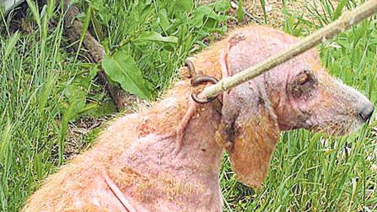 Un perro, víctima de maltrato animal.