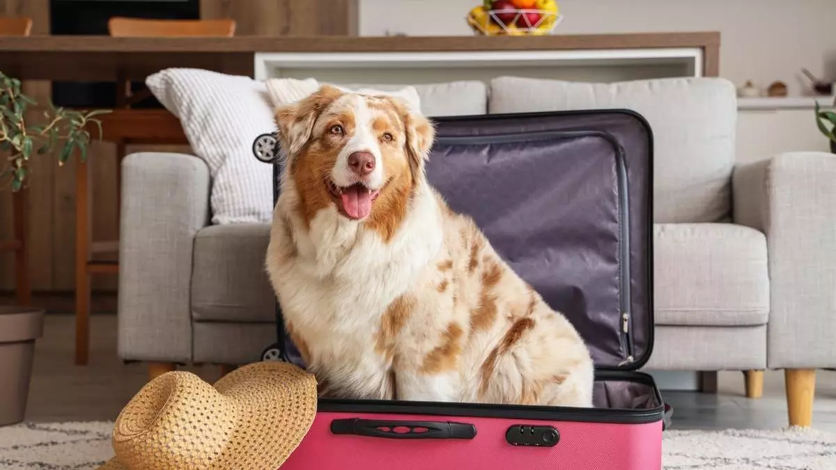 Aviso a los viajeros: a partir de ahora necesitas este documento para viajar con tu perro