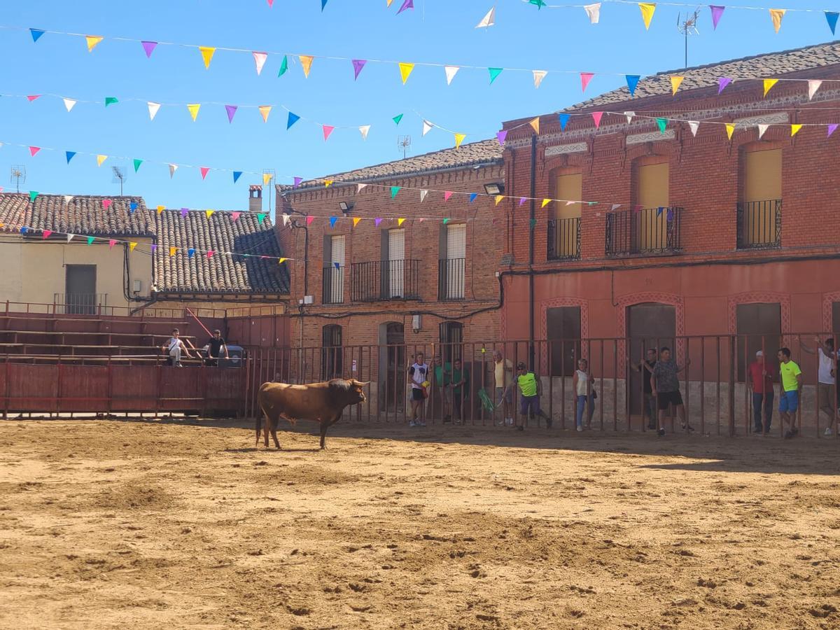 GALERÍA | Morales de Toro vive su primer encierro de las fiestas de San Roque 2024 GALERÍA | Morales de Toro vive su primer encierro de las fiestas de San Roque 2024