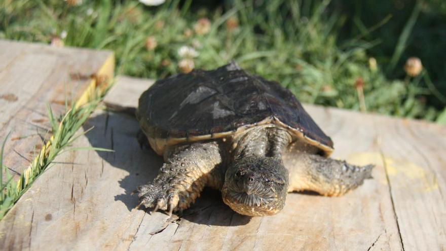 La tortuga mossegadora trobada.