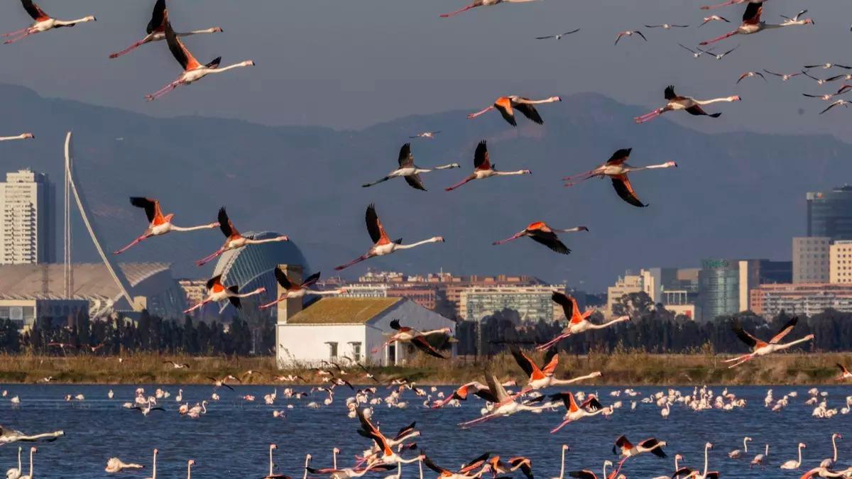 Flamencos en l'Albufera