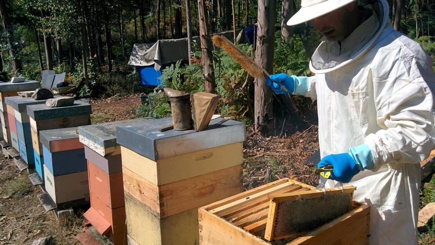 El dulce momento de la miel en Asturias, con el sello de calidad listo para la nueva cosecha