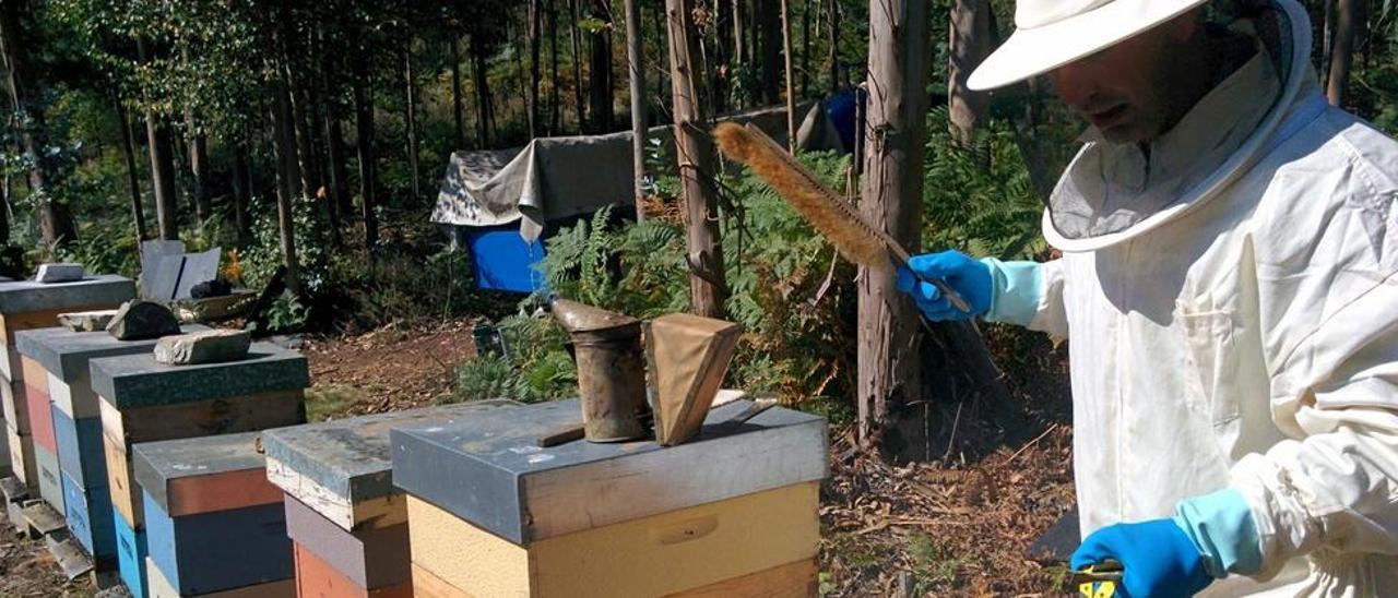 Un apicultor, recogiendo su miel en el Occidente.