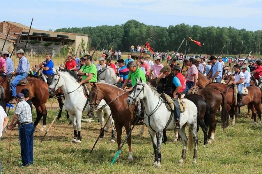 Toros bravos en Vadillo de la Guareña