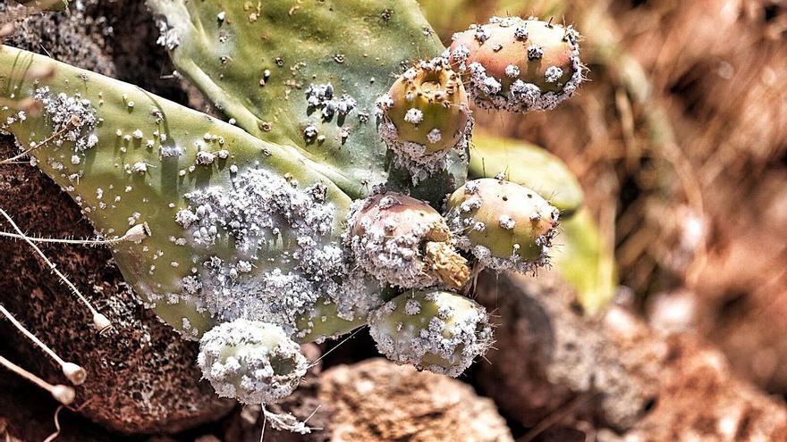 Una penca afectada por la plaga de la cochinilla mexicana.