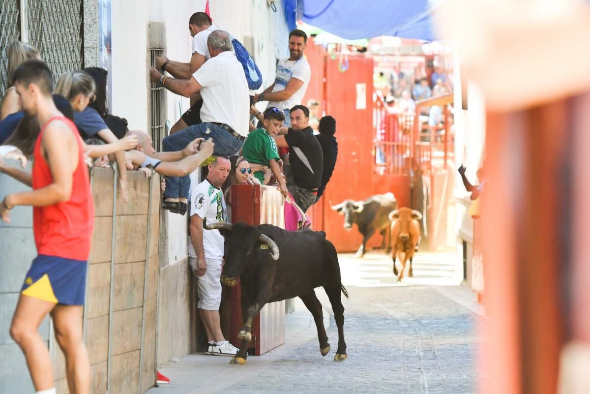 Primer encierro taurino en El Viso