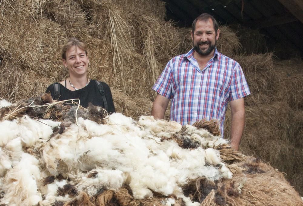 Pastor de oveja xalda y esquiladora en Llanera