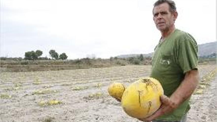 El granizo arruina la cosecha de 50.000 kilos de Meló d&#039;Or