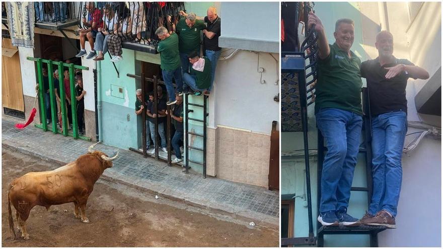 Sin miedo al toro: la imagen del conseller Martínez Mus encaramado a una escalera en los 'bous al carrer' de la Vall d'Uixó