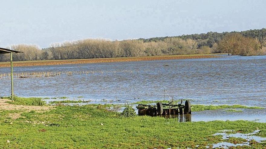 El Tiétar anega fincas de La Vera y los agricultores piden la limpieza del río