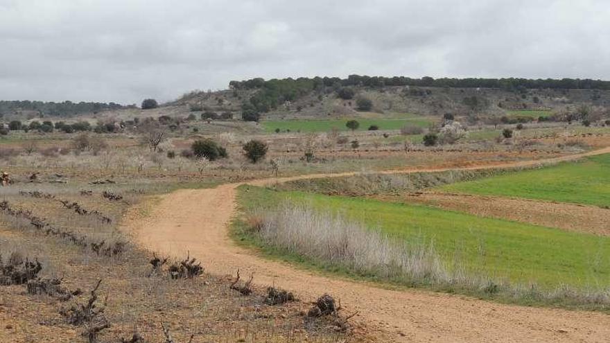 Uno de los caminos de Quiruelas de Vidriales.