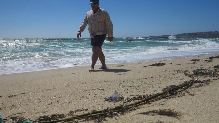 Localizan varios ejemplares de carabela portuguesa en playas del sur de O Grove