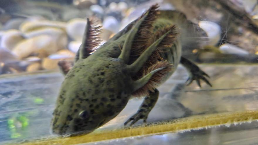 Uno de los ajolotes del Acuario O Grove.
