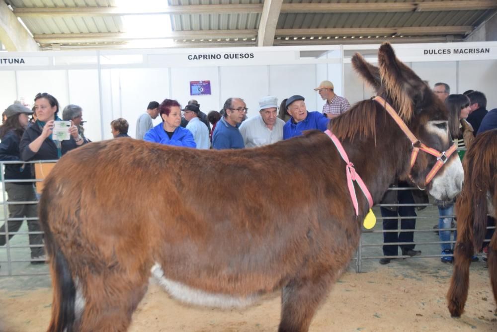 Feria del Burro y romería en San Vitero de Aliste