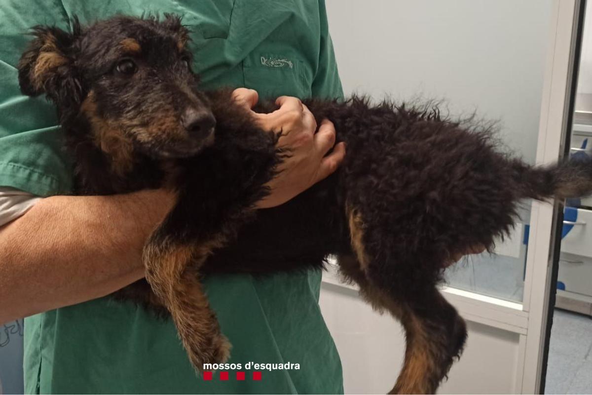 L'animal que el detingut va llençar des d'un quart pis.