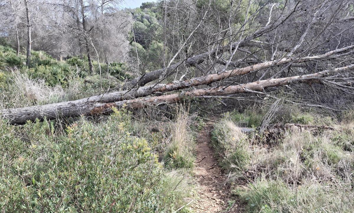 Los pinos muertos y derribados por el viento bloquean una senda