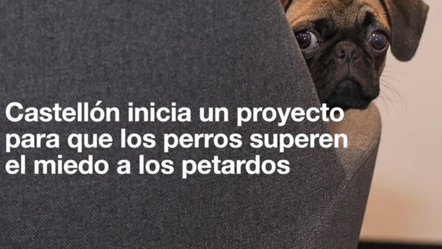 Castellón inicia un proyecto para que los perros superen el miedo a los petardos
