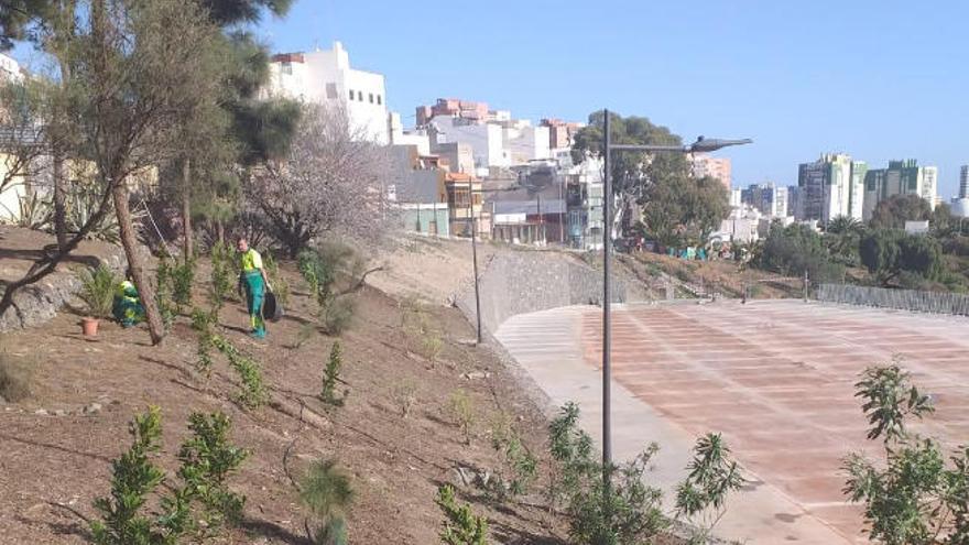 Operarios de Parques y Jardines plantan árboles en La Paterna.