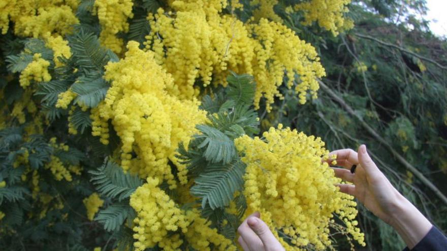 Las floridas y bellas mimosas. | I. Osorio