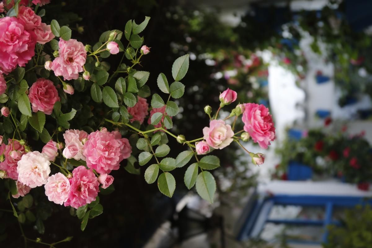 Los patios de Córdoba (1)