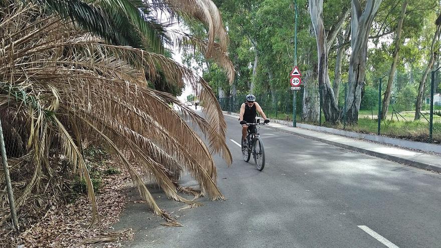 Peligrosas palmeras salvajes junto al campo de golf