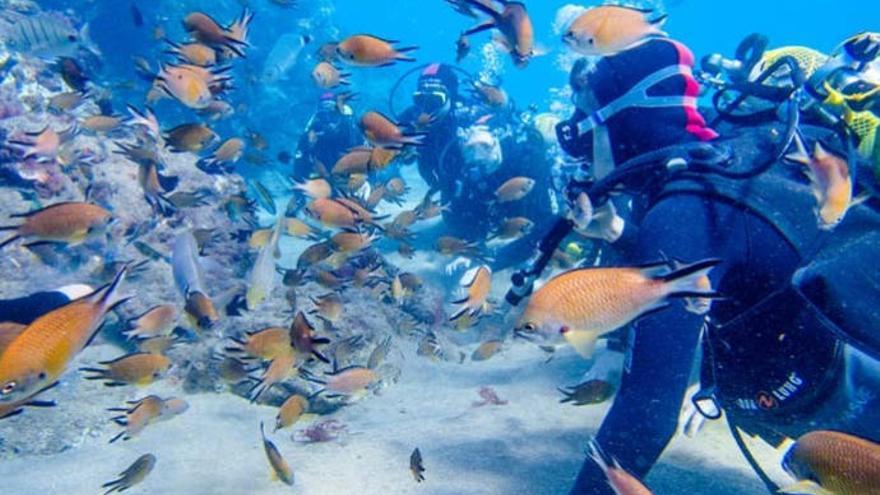 Fondo marino en Lanzarote.