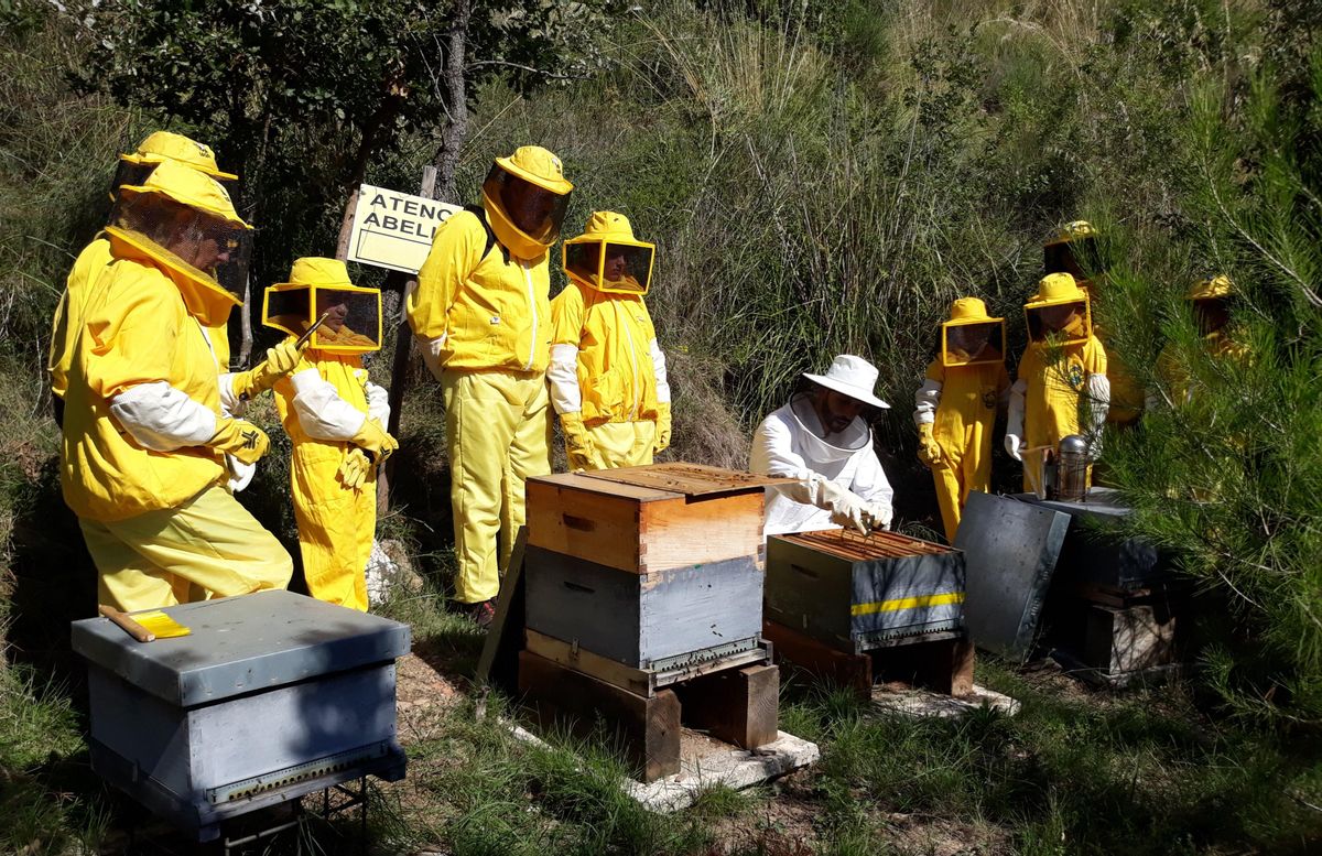 Un projecte mediambiental trasllada abelles de Viladecans al municipi lleidatà de Riner Un projecte mediambiental trasllada abelles de Viladecans al municipi lleidatà de Riner