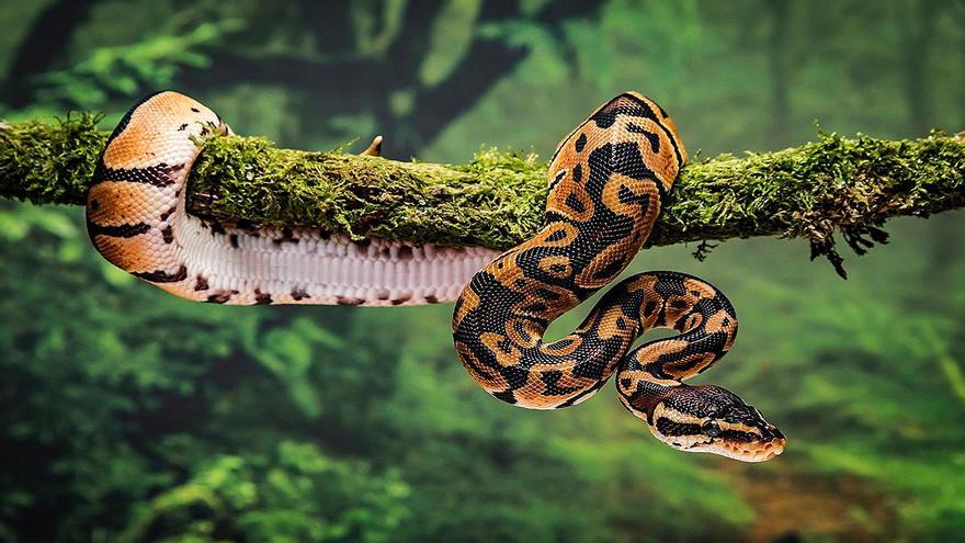 Cuidados y atenciones esenciales para una serpiente como mascota