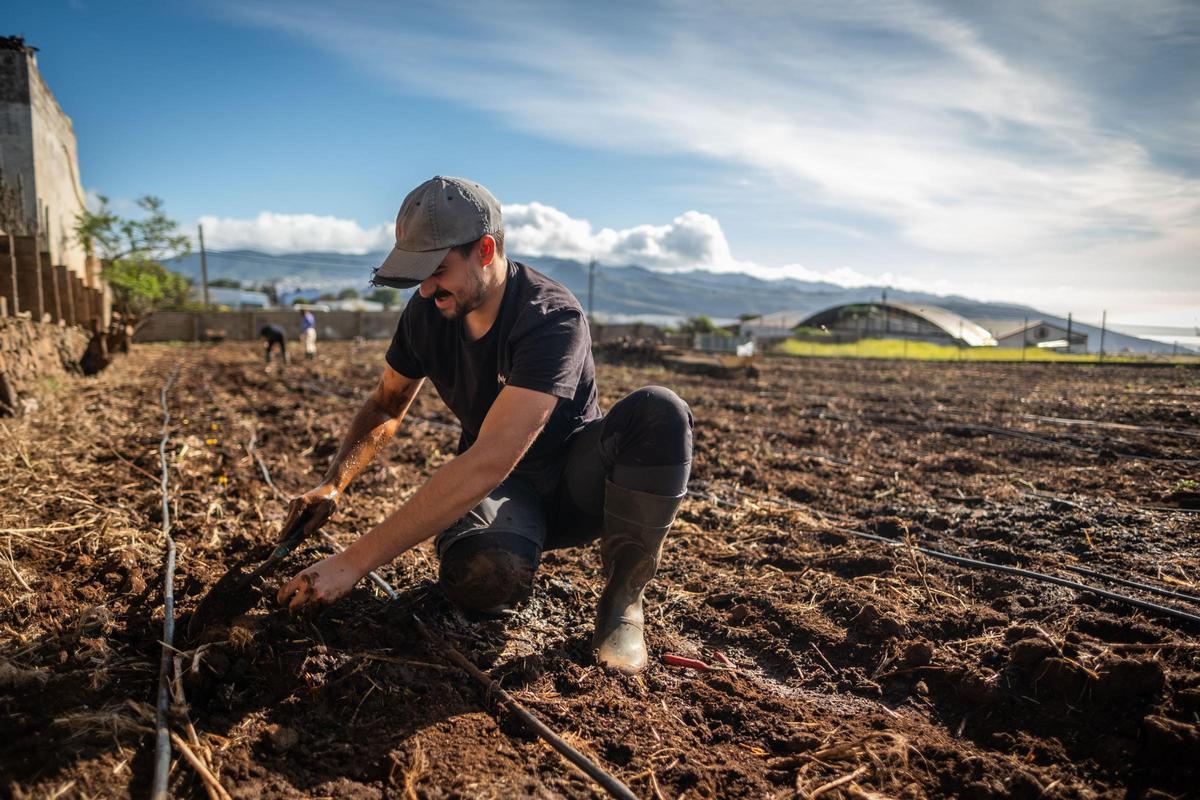 El consejero de Agricultura, Ganadería, Pesca y Soberanía Alimentaria del Gobierno de Canarias, Narvay Quintero, visita una finca en Los Baldíos, donde el Ejecutivo canario, en colaboración con viticultores de las Denominaciones de Origen Protegidas de Vino de las islas, desarrolla un proyecto piloto con patrones americanos de viña para evaluar su resistencia a la filoxera