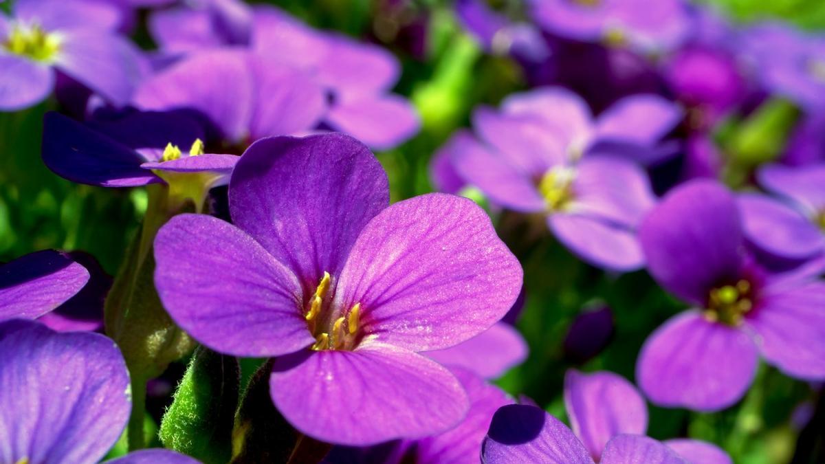 Imagen de una violeta.