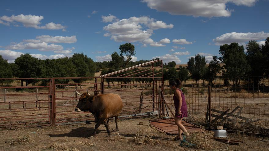 Los veterinarios vinculan la emergencia de la EHE al aumento de cérvidos y la sequía