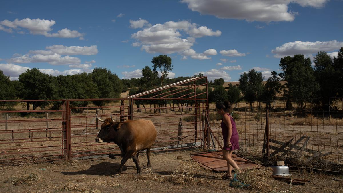 La ganadera María Mulas atiende a una vaca en su explotación de Villanueva de Campeán